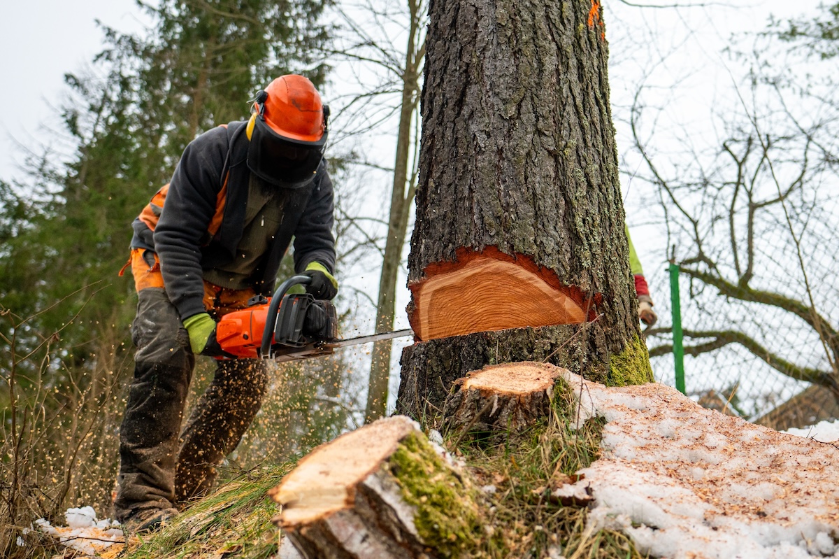Baum fällen Kosten: Wie hoch sind die Preise für Baumfällarbeiten?