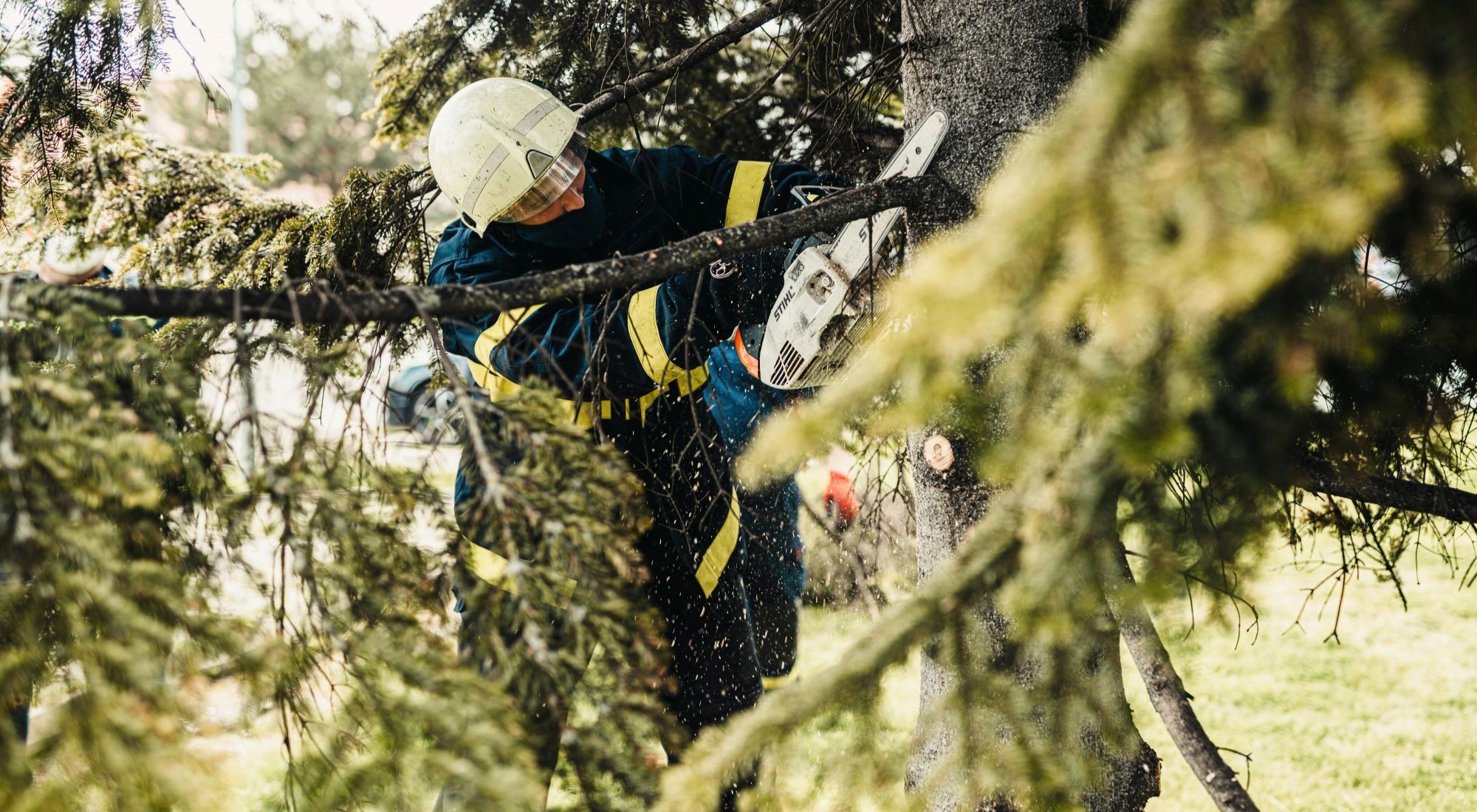 So fällst Du einen Baum richtig: Tipps und Hinweise