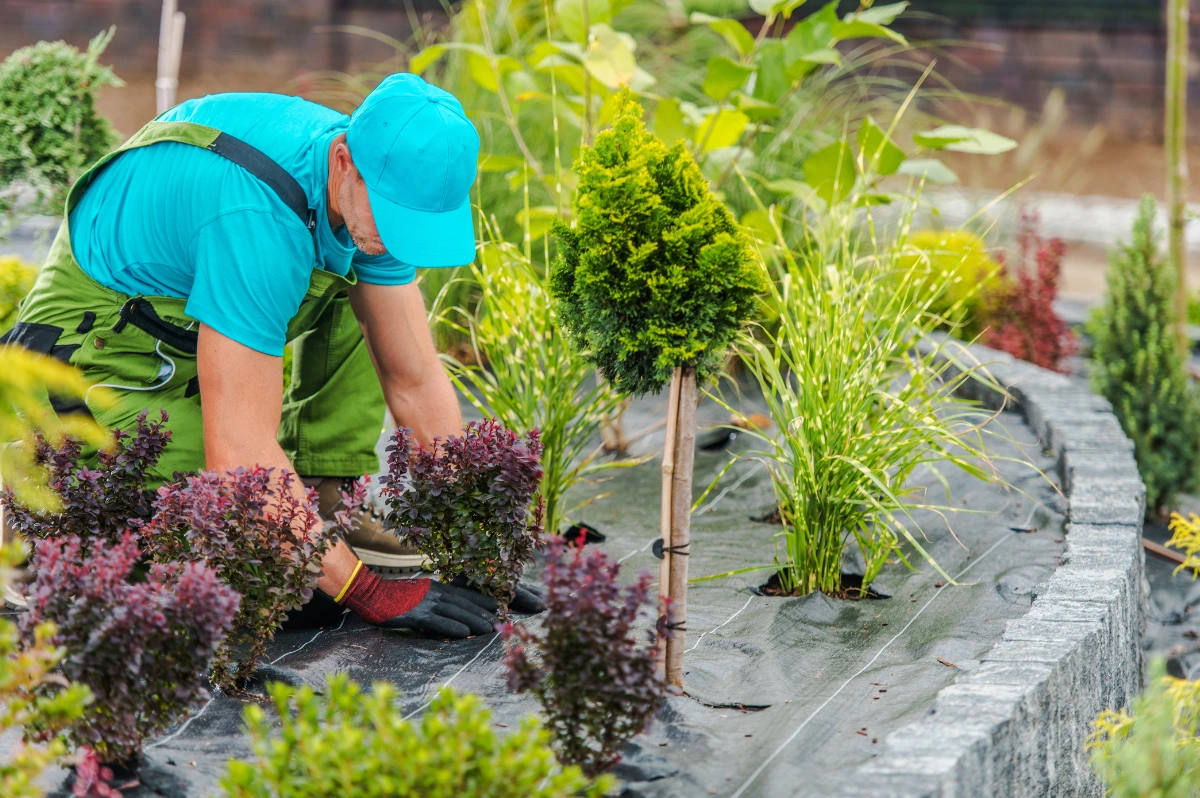 Die Schönheit maximieren: Ein Leitfaden zur saisonalen Gartenpflege