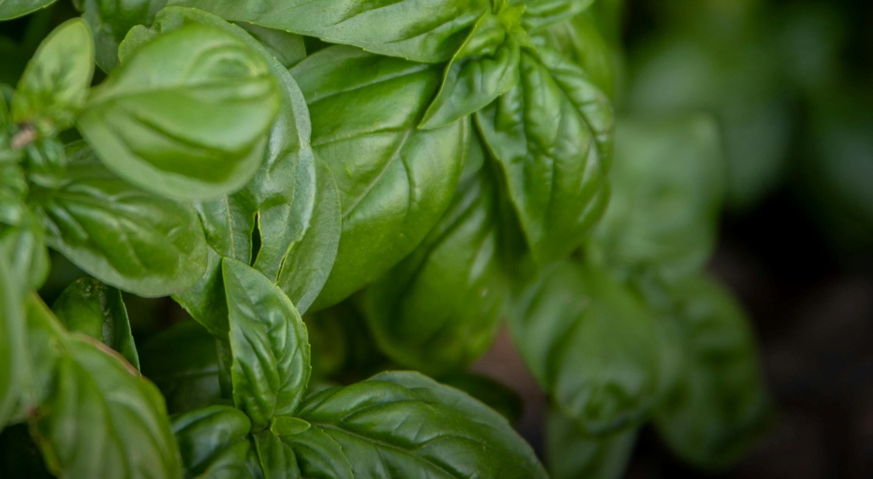 Basil