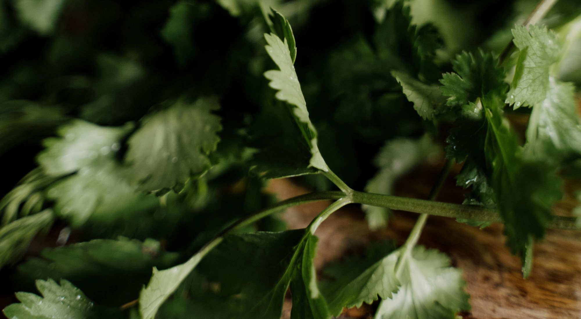 Cilantro
