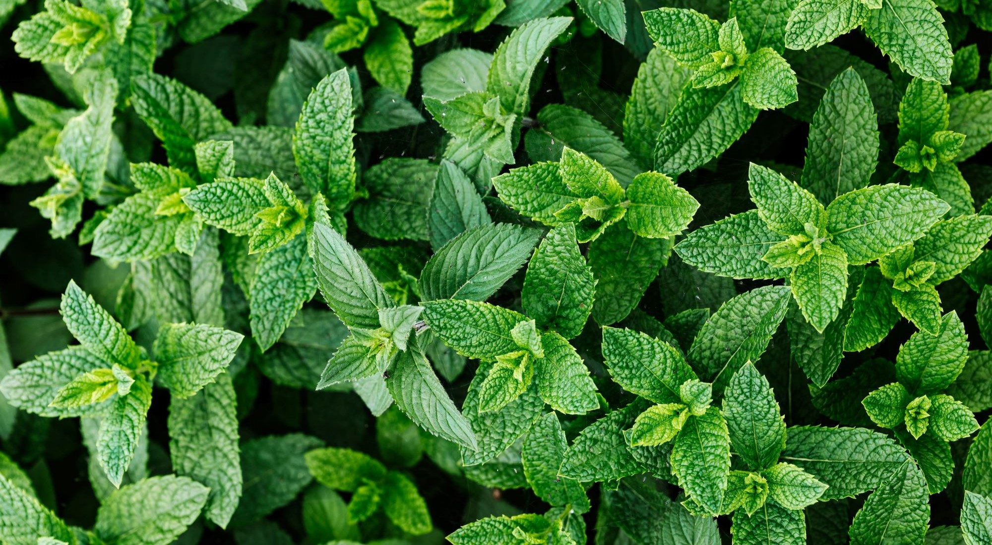 Peppermint