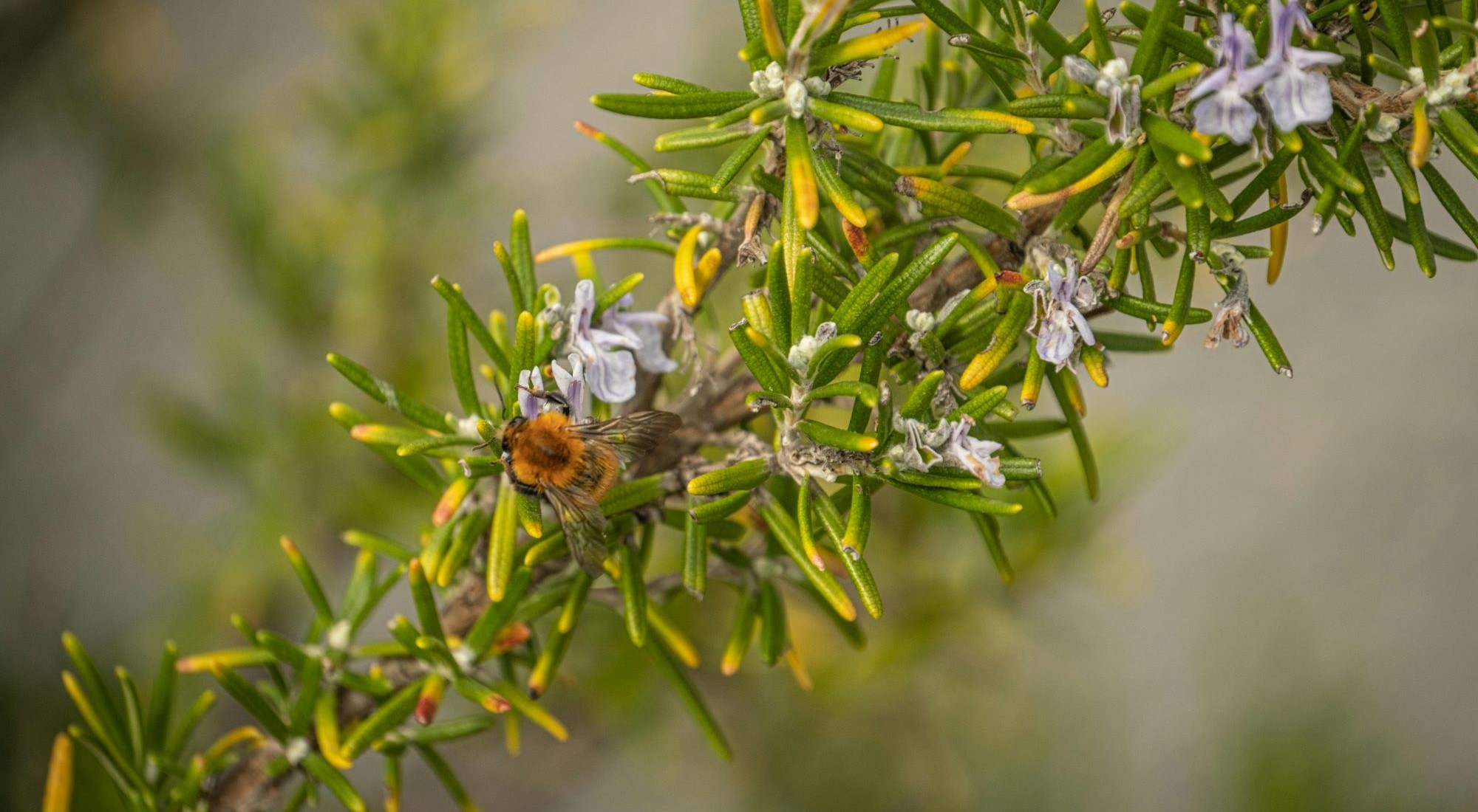 Rosemary