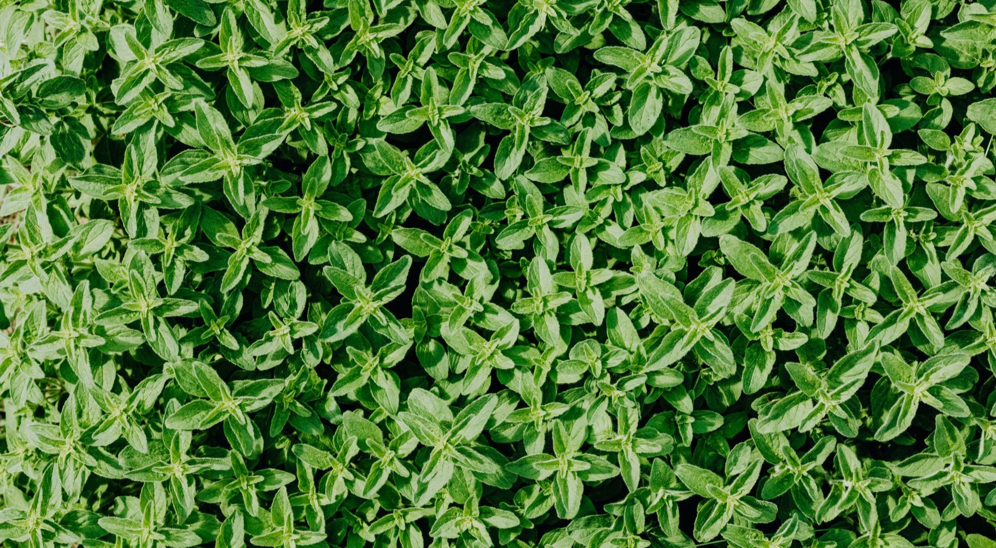 Thyme