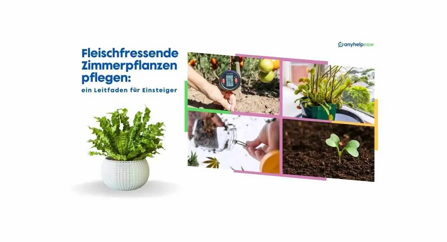 Fleischfressende Zimmerpflanzen pflegen: ein Leitfaden für Einsteiger