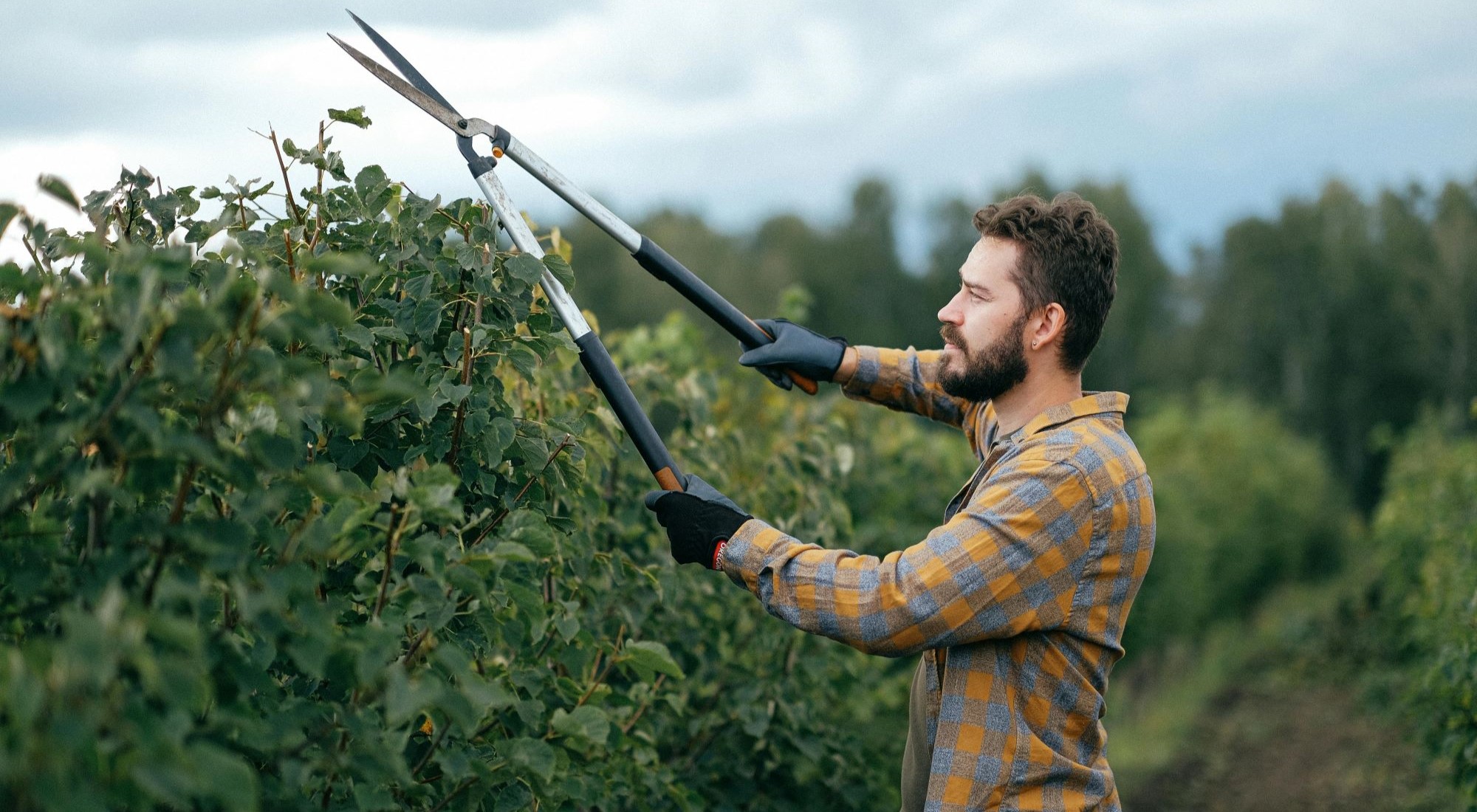 Gartenpflege leichtgemacht: Der richtige Heckenschnitt