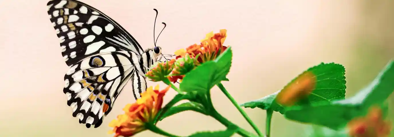 Insektenfreundlichen Garten gestalten: So wird Dein Grün zum Paradies