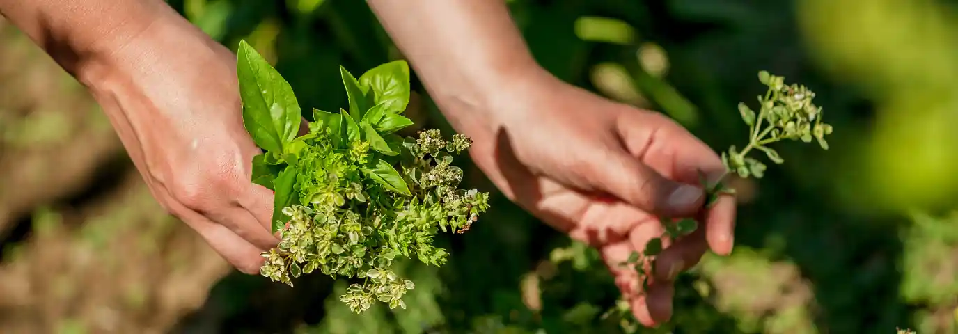 Kräutergarten anlegen: Schritt-für-Schritt Anleitung für Anfänger