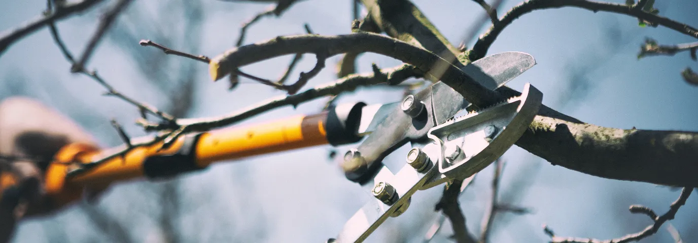 Complete Pruning Calendar: When to Cut Each Plant for Healthy Growth